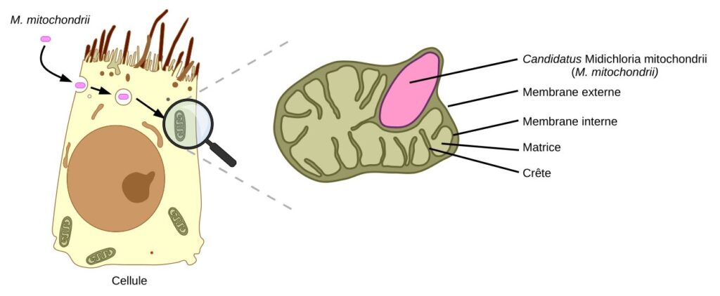 Schéma d'une cellule et d'une mitochondrie infectée par Candidatus Midichloria mitochondrii.