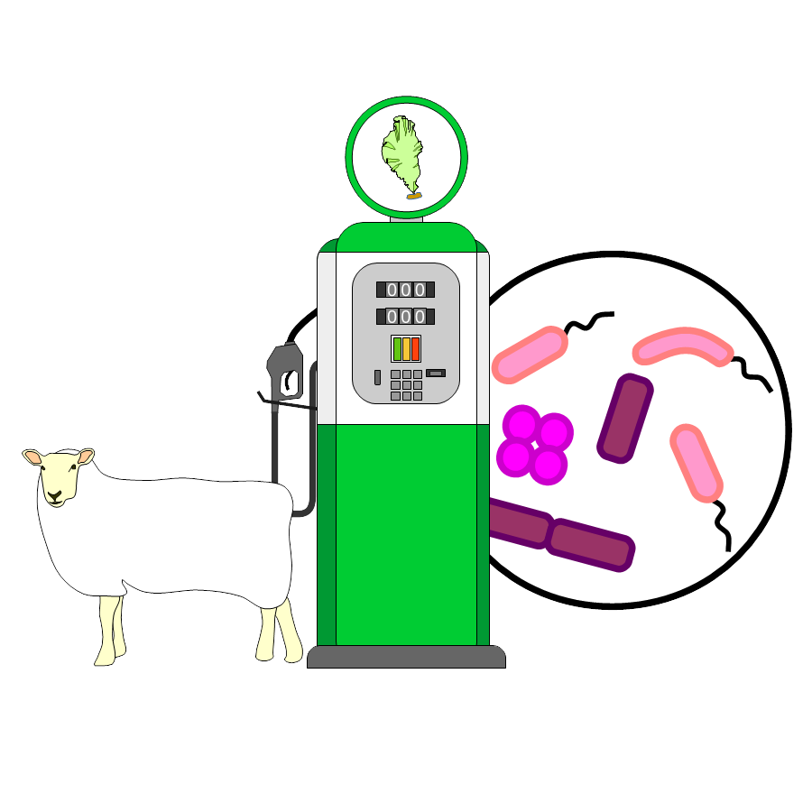 Quel est le lien entre des bactéries, des moutons mangeant des algues et un biocarburant ?