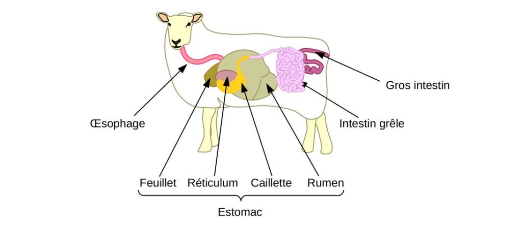 Schéma du système digestif d'un mouton.