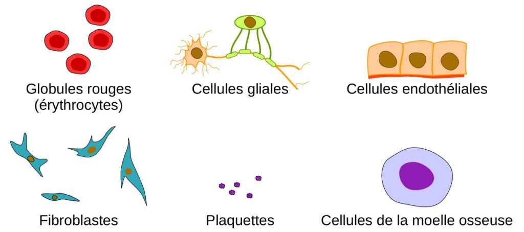 Types cellulaires étudiés dans cette publication.