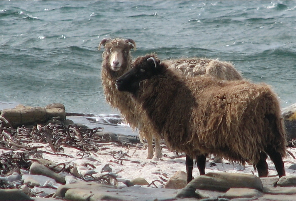 Photographie des moutons se nourrissant d'algues.