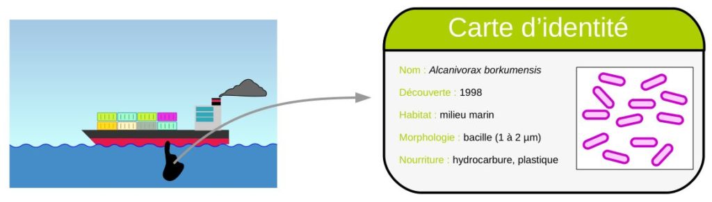 Carte d'identité d'Alcanivorax borkumensis.