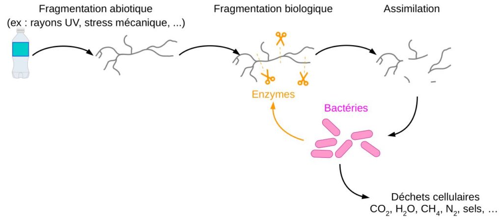 Utilisation du plastique par des bactéries pour se nourrir.