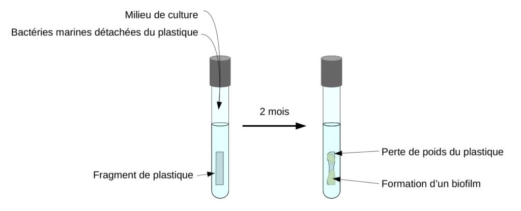 Expérience visant à montrer la biodégradation du plastique par des micro-organismes.