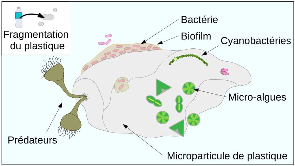 Schéma microscopique d'une micro-particule et des micro-organismes présents à sa surface.