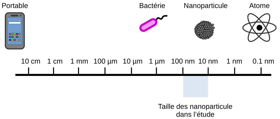 Comparaison de la taille des nanoparticules avec d'autres objets.