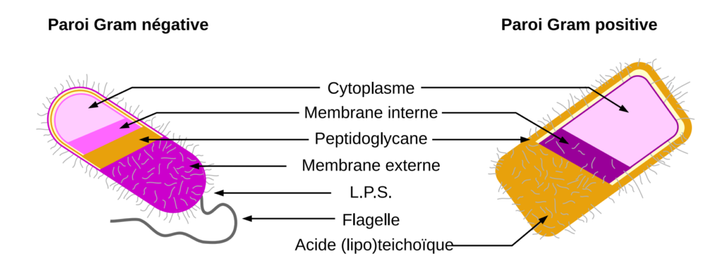 Comparaison paroi de bactérie Gram positive et négative
