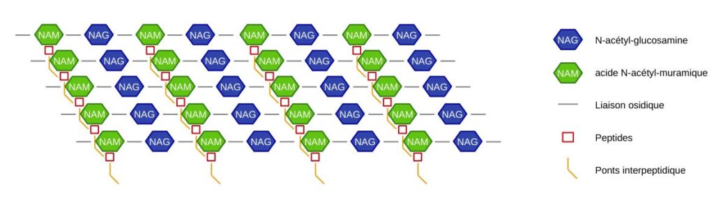 Schéma du peptidoglycane