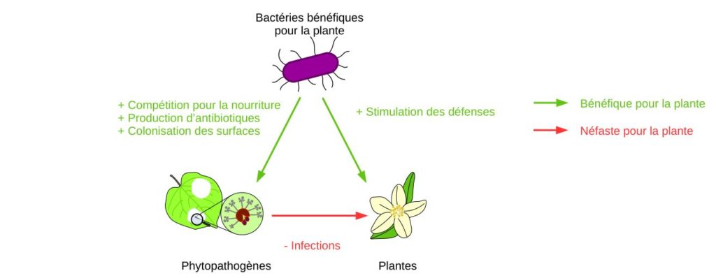 Interaction entre une plante, une bactérie bénéfique et un phytopathogène.