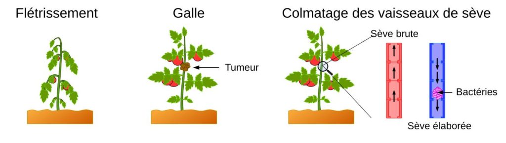 Schéma de symptômes d'infection microbienne chez des plantes.