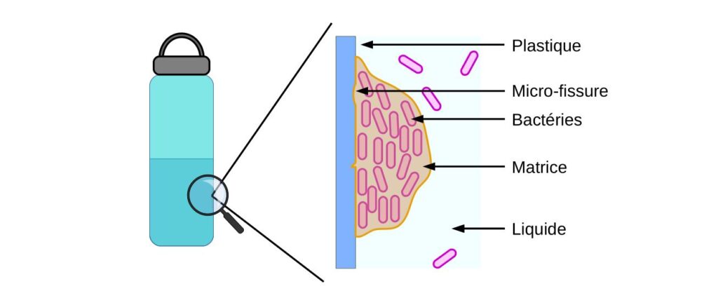 Schéma d'un biofilm se formant sur la surface en plastique d'une bouteille.
