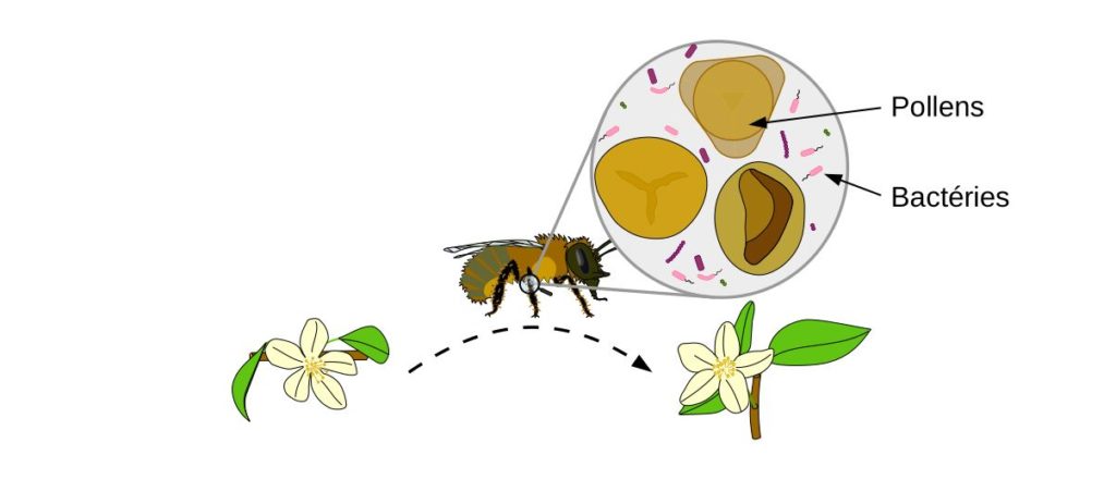 Transmission de micro-organismes par une abeille.