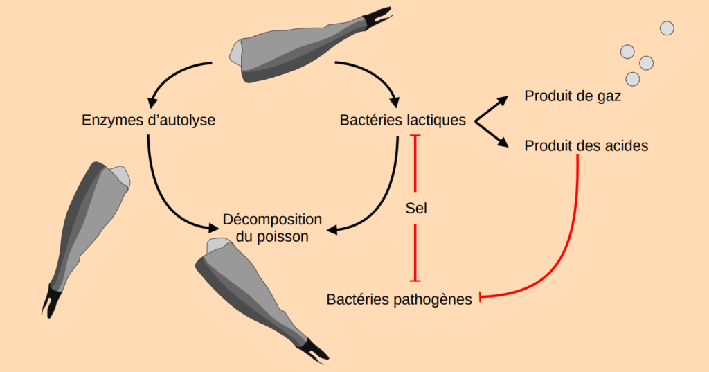 Réactions ayant lieu lors de la fermentation