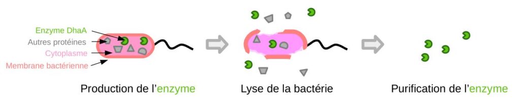 Schéma de la purification d'une enzyme à partir d'une bactérie.