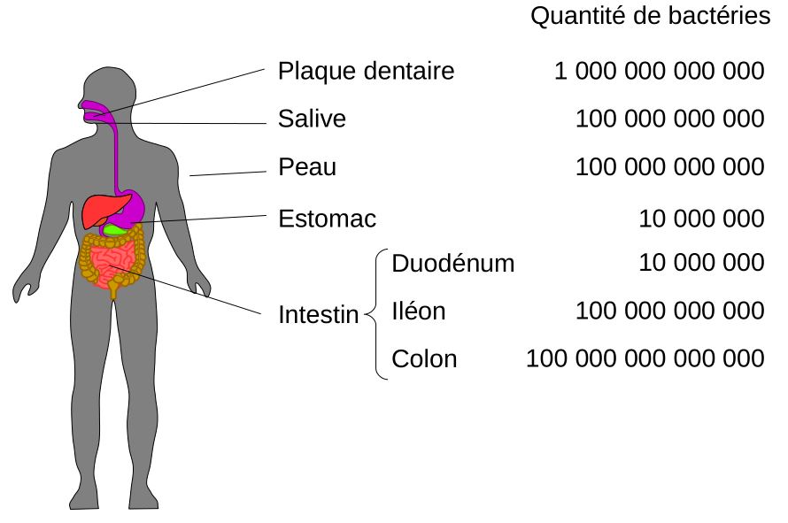 Comparaison du nombre de bactéries présentes dans les différentes partie du tube digestif.