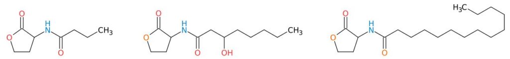 Structure chimique de quelques molécules de quorum-sensing.