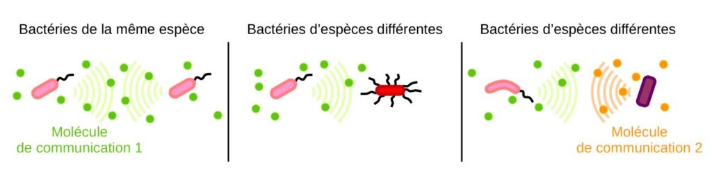 Schéma montrant plusieurs exemples de quorum-sensing entre des bactéries d'espèces différentes.