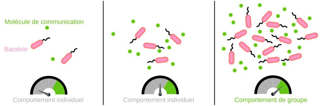 Passage d'un comportement individuel à un comportement de groupe via le quorum-sensing.