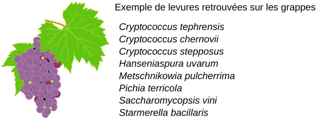 Levures trouvées sur les grappes de raisins