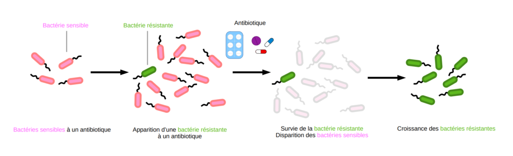 Schéma de l'apparition d'une souche bactérienne résistante à un antibiotique