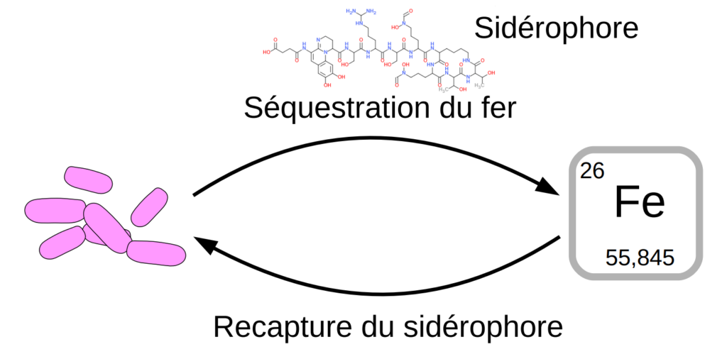 Schéma d'un sidérophore produit par une bactérie et servant à la séquestration du fer