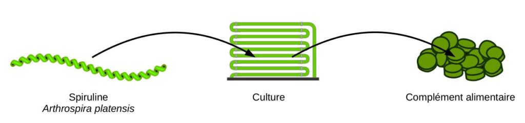 Production de compléments alimentaires à partir d'Arhrospira platensis (spiruline)