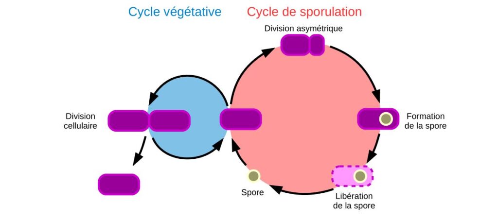 Schéma du cycle végétatif et de sporulation