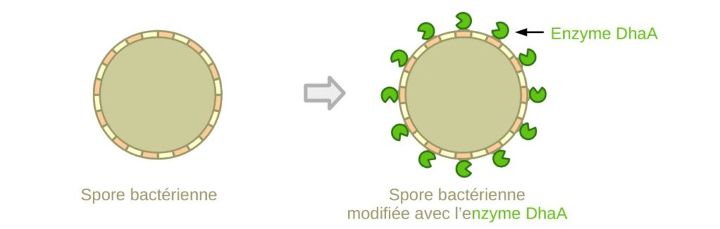 Schéma d'une spore avec à sa surface l'enzyme modifiée.