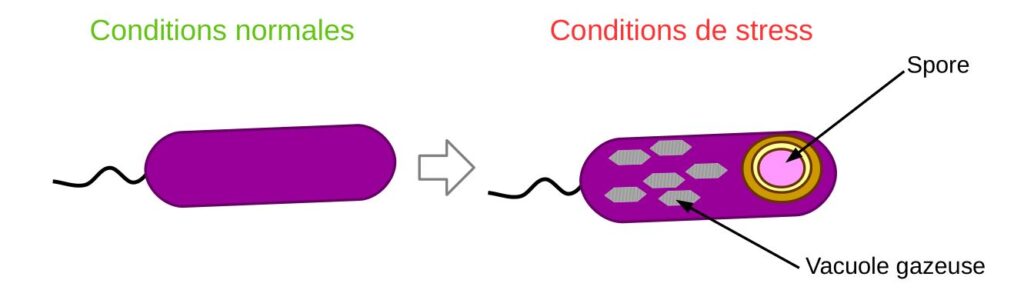 Schéma montrant la production de vacuoles gazeuses et de spores lors de stress.