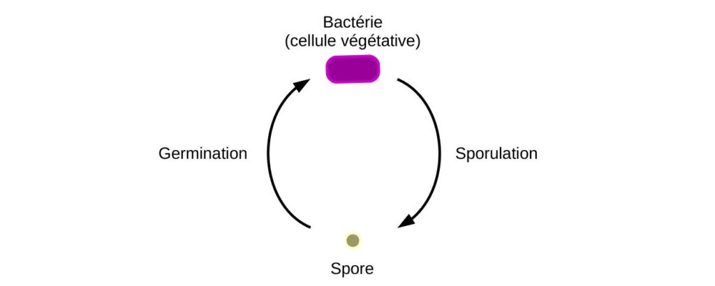 Schéma sporulation