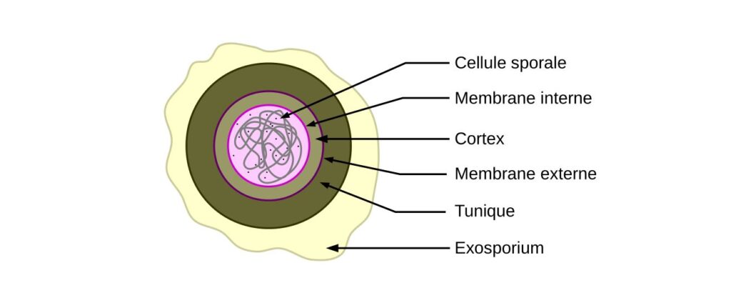 Structure d'une spore bactérienne