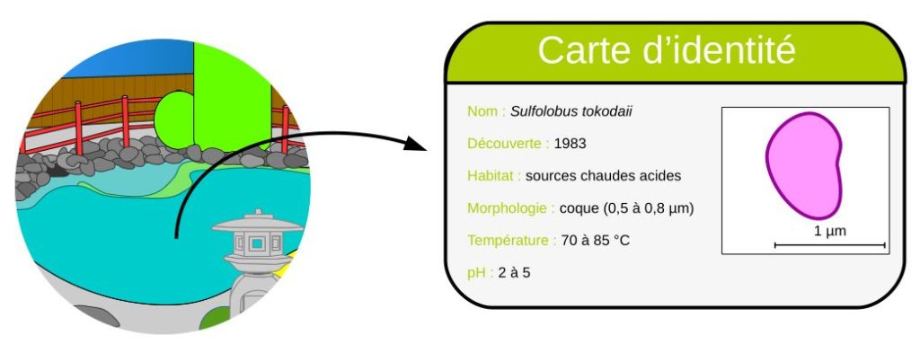 Carte d'identité de Sulfolobus tokodaii.