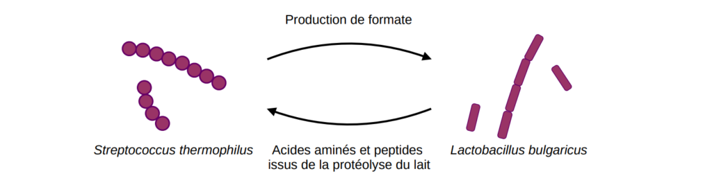 Symbiose entre Streptococcus thermophilus et Lactobacillus bulgaricus