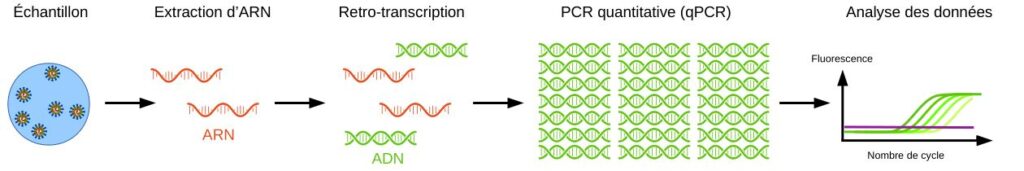 Schéma simplifié du protocole de RT-qPCR