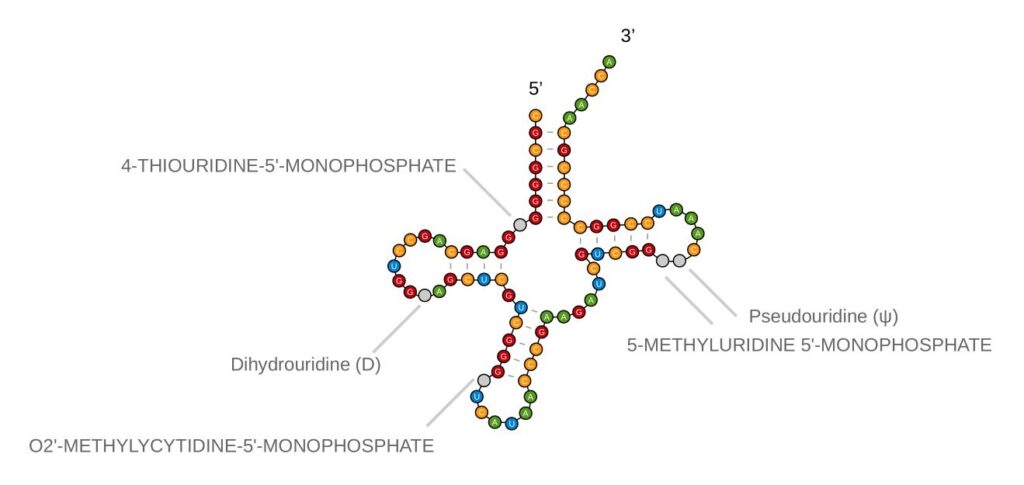 Structure secondaire d'un ARNt avec la position de bases modifiées.