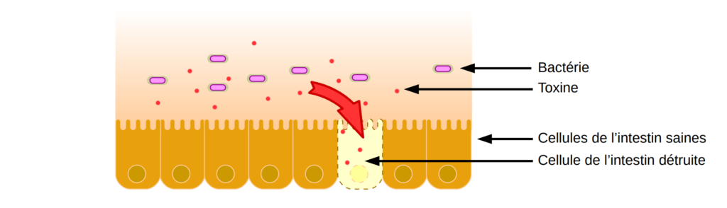 Action d'une toxine bactérienne