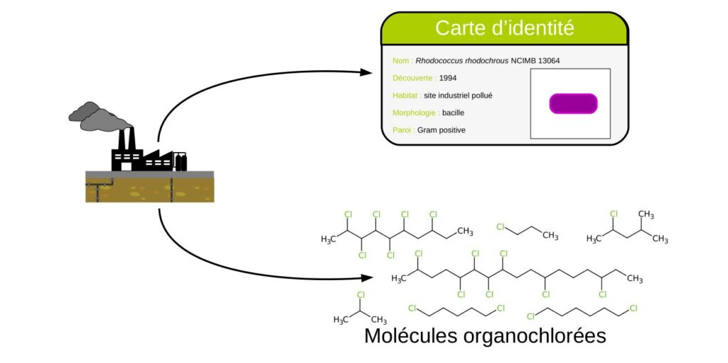Carte d'identité de Rhodococcus rhodochrous NCIMB 13064.