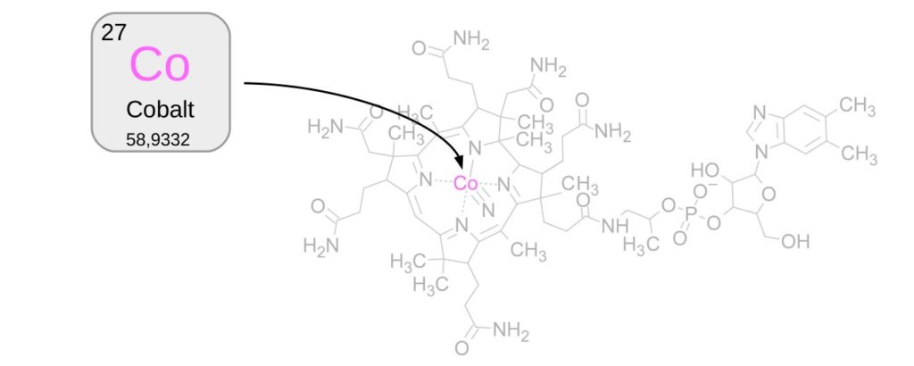 Schéma de la molécule de vitamine B12 avec l'atome de cobalt