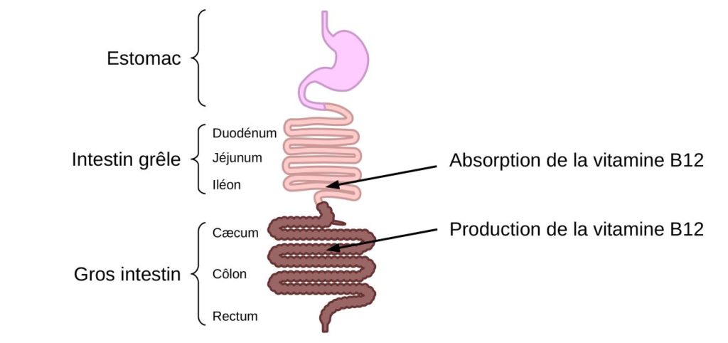 Schéma du système digestif avec les lieu de production et d'absorption de la vitamine B12
