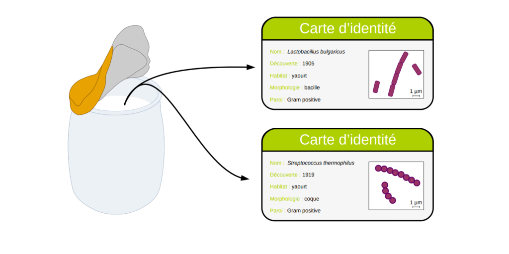 Lactobacillus bulgaricus et Streptococcus thermophilus sont les deux bactéries présentent dans le yaourt.