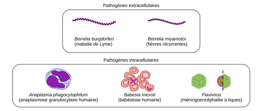 Micro-organismes pathogènes pouvant être transmis par une morsure de tique.