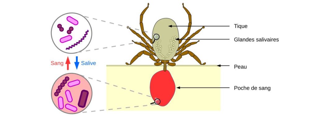 Schéma d'une tique injectant des micro-organismes lors de la morsure.