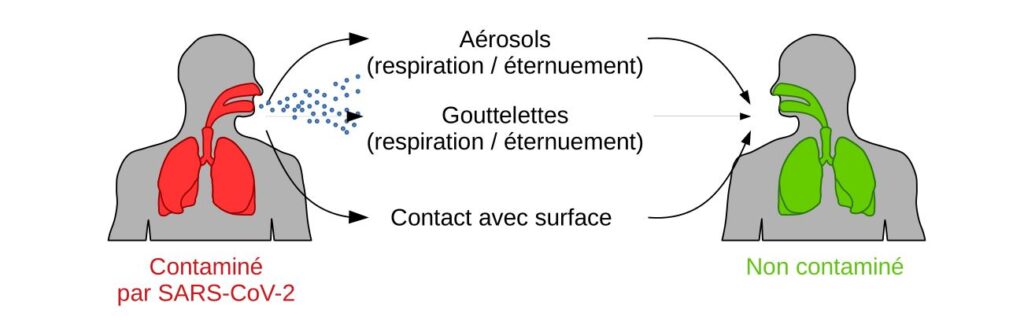 Mécanismes de transmission du SARS-CoV-2.